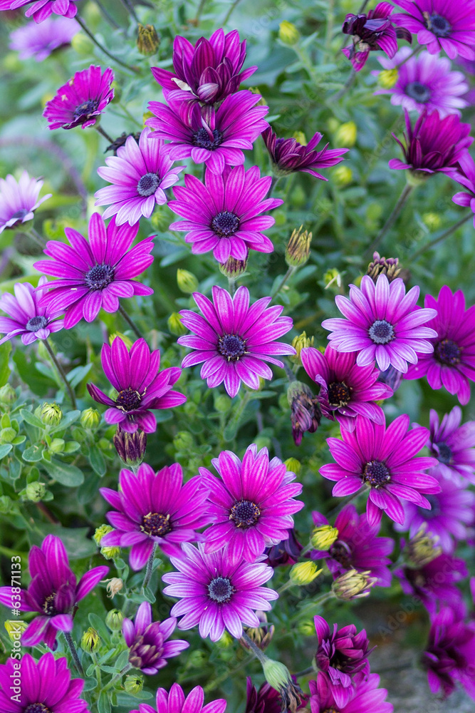 Purple daisies field