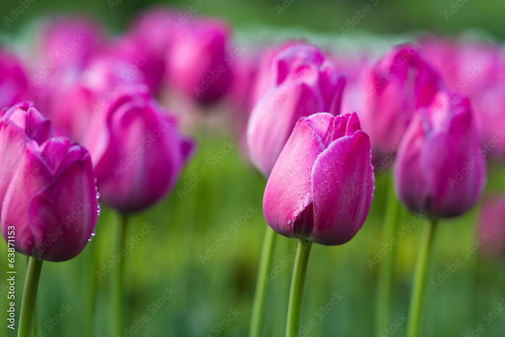 Pink tulips