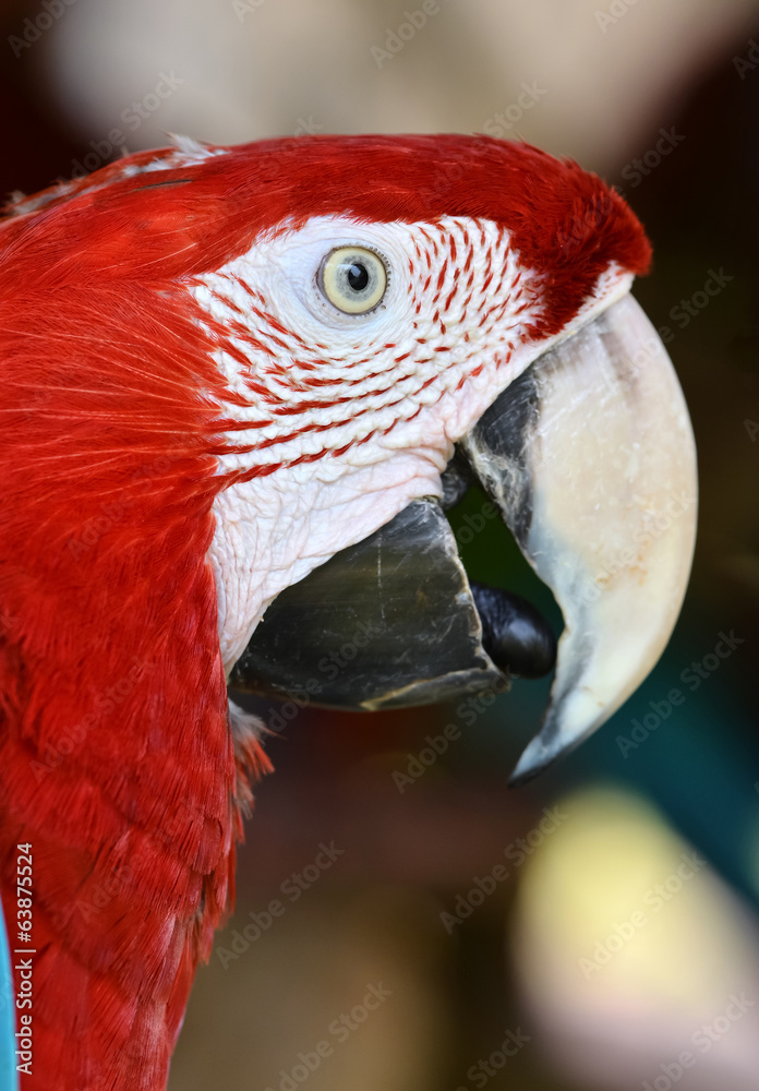 scarlet macaw