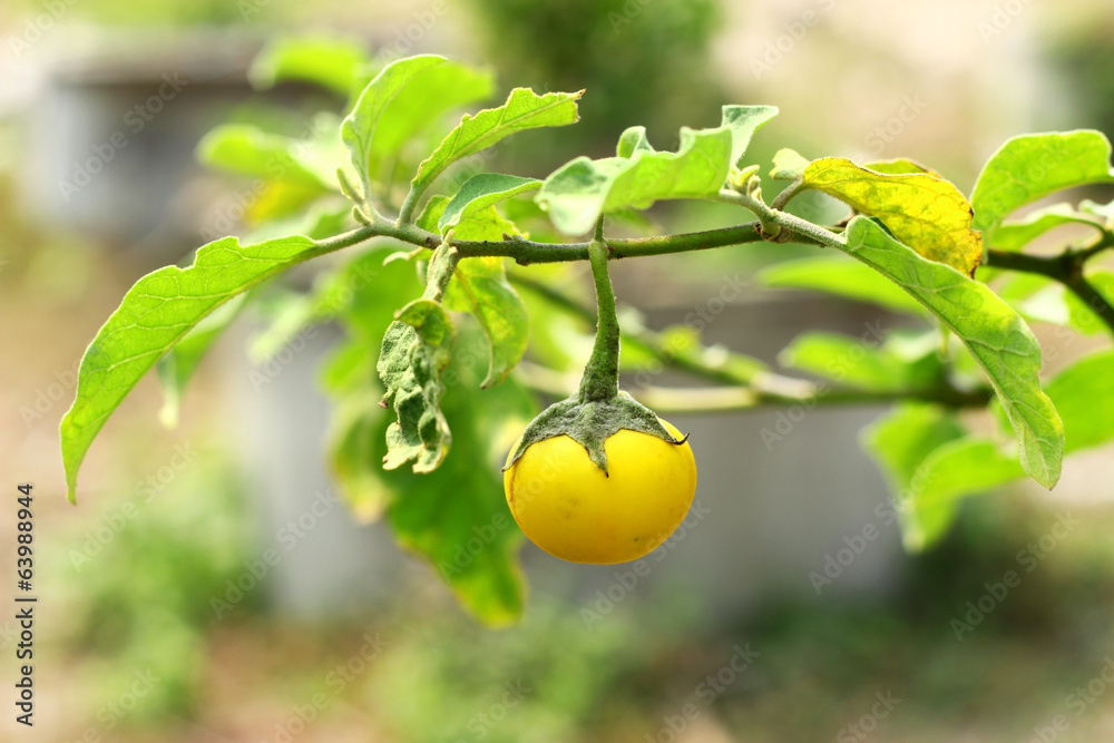 树上鲜黄茄子