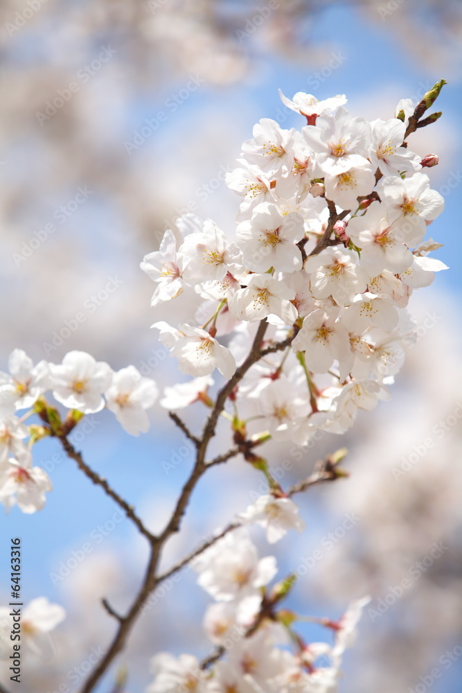 cherry blossom sakura in tokyo japan in sakura season 2014