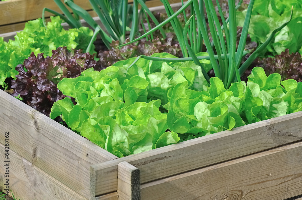 salade dans carré potager