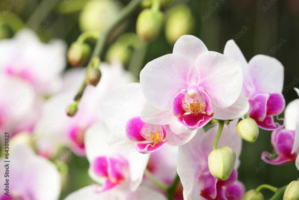 Orchids