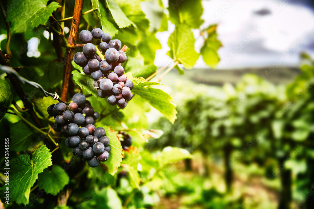 Fresh organic grape on vine branch