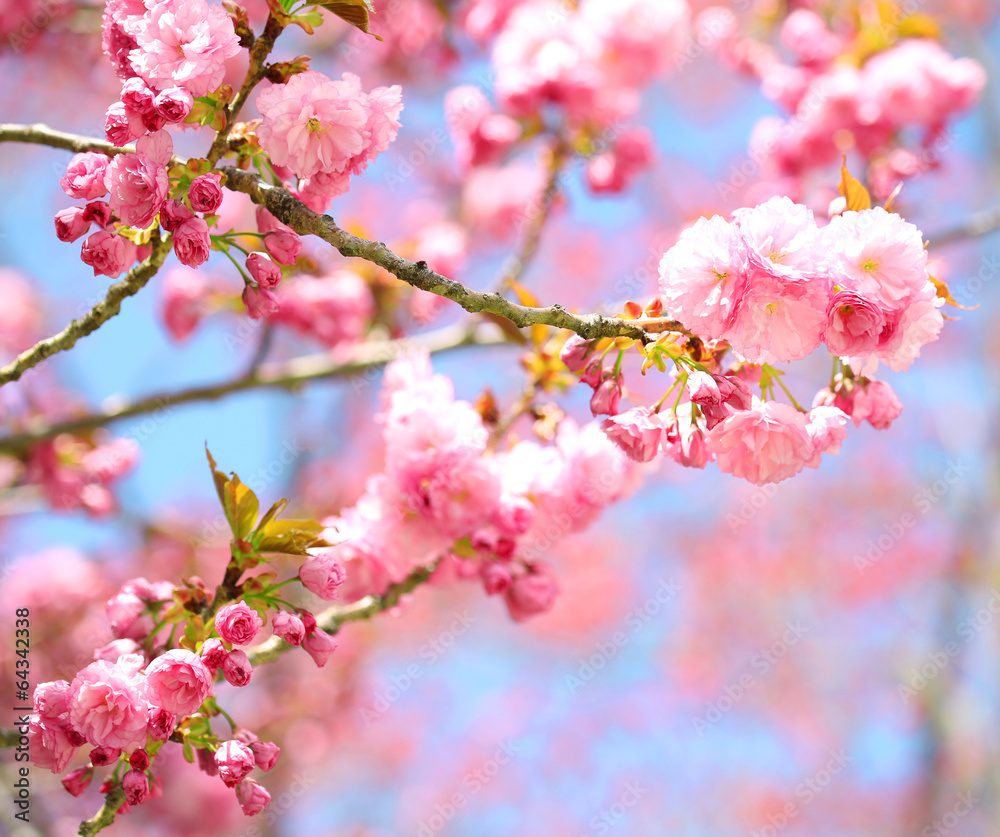 Sakura. Cherry Blossom in Springtime, Beautiful Pink Flowers