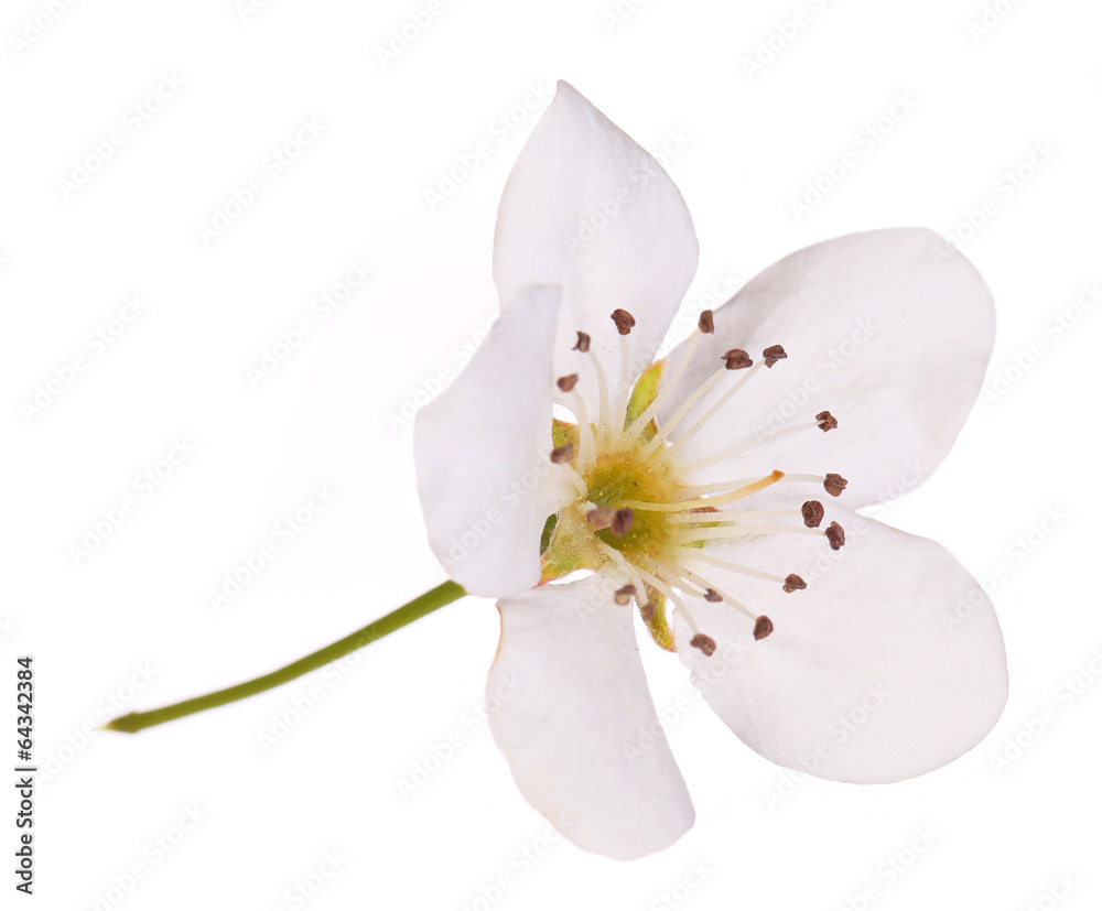 Bird cherry flower isolated