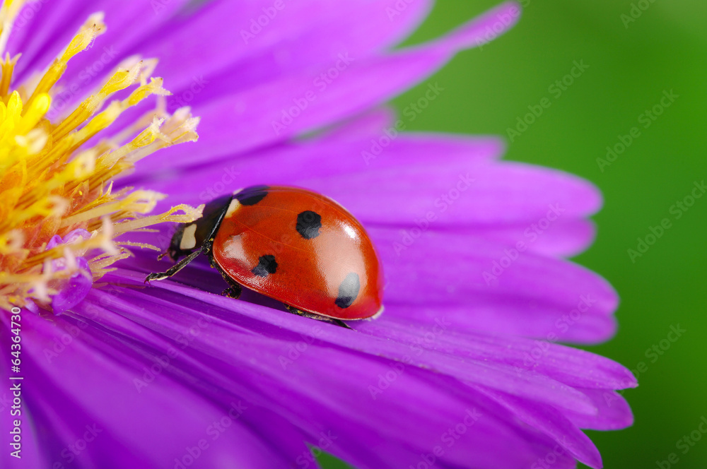 Ladybug and flower