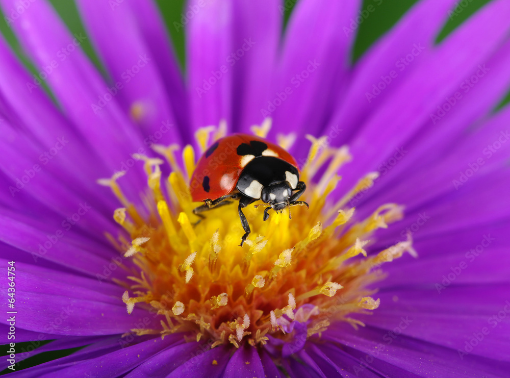 Ladybug and flower