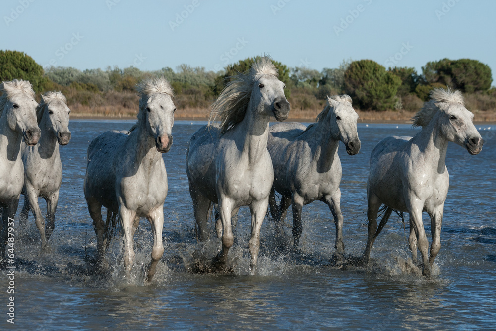 running horses