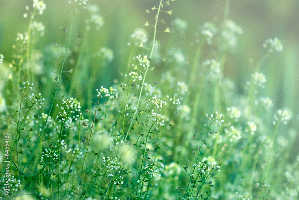 Little wild meadow flowers