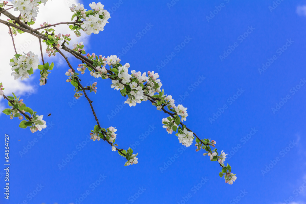 apple flowers against intensely blue sky