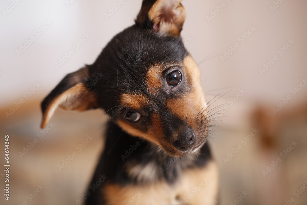 zwergpinscher