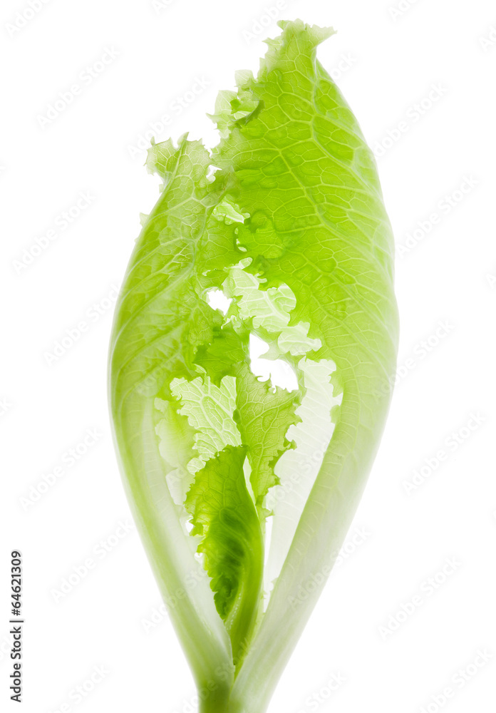 Green salad leaf isolated. Lettuce