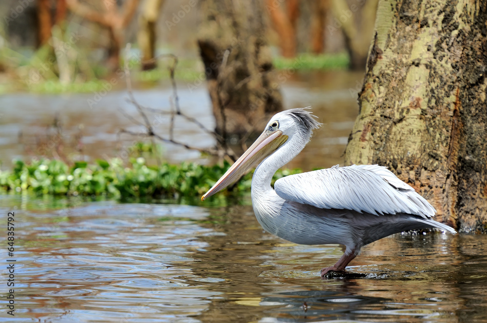 Pelican