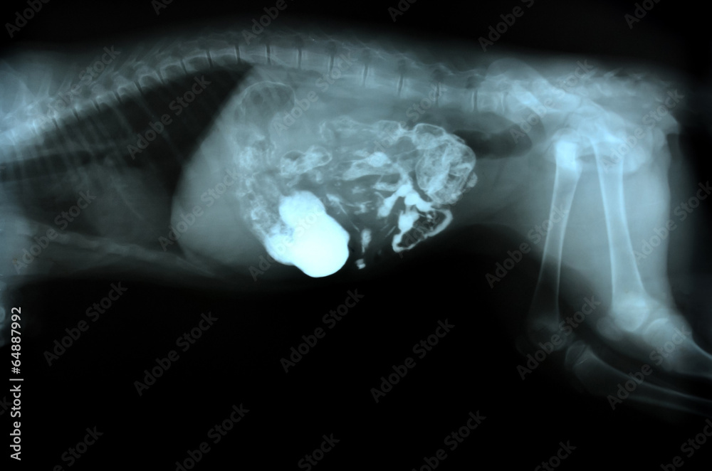 x ray picture of wild animal