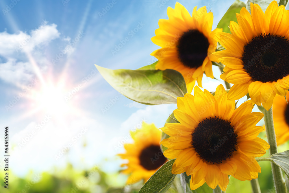 Field of sunflowers