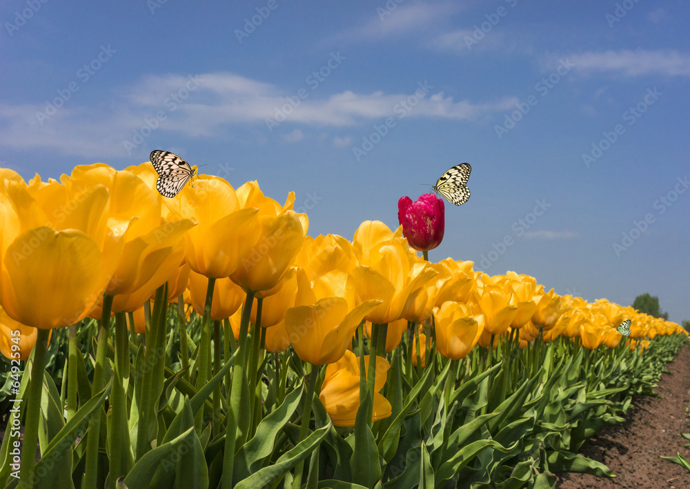 Tulpen_08128