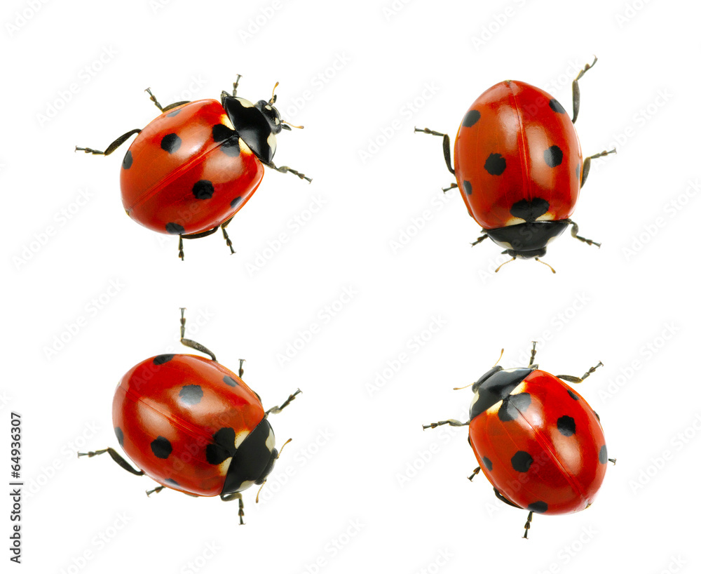 Collection of ladybugs