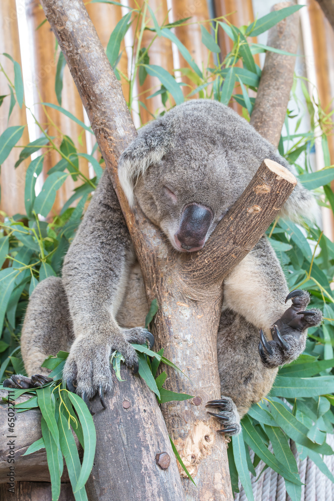 Koala bear sleeping in the tree branches