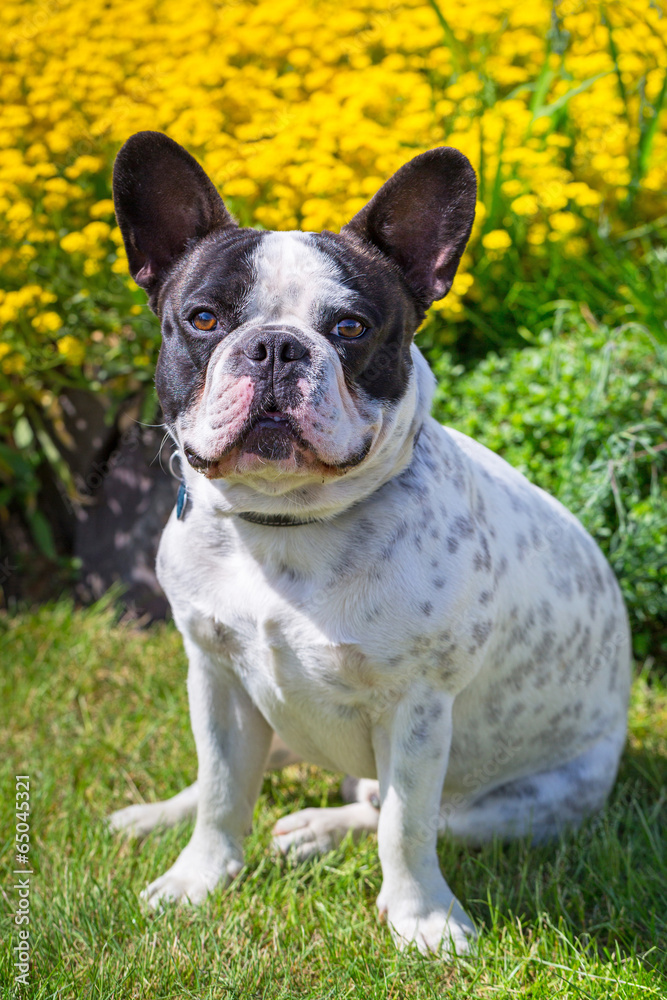 French bulldog in the spring garden