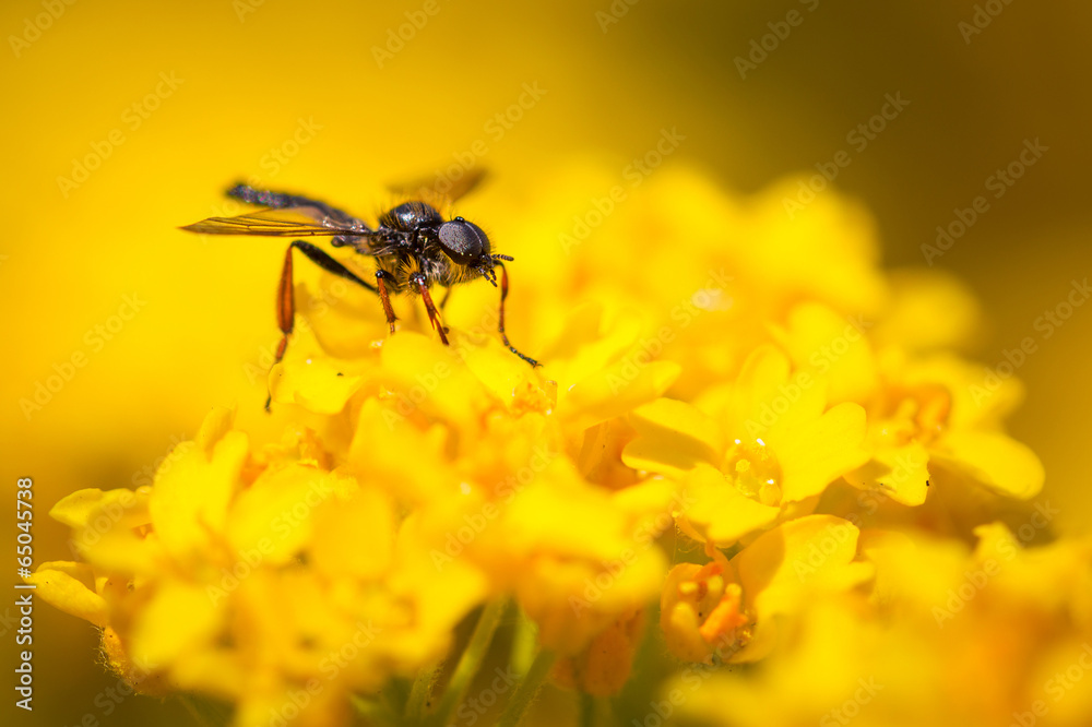 Macro of hoverfly on the flower