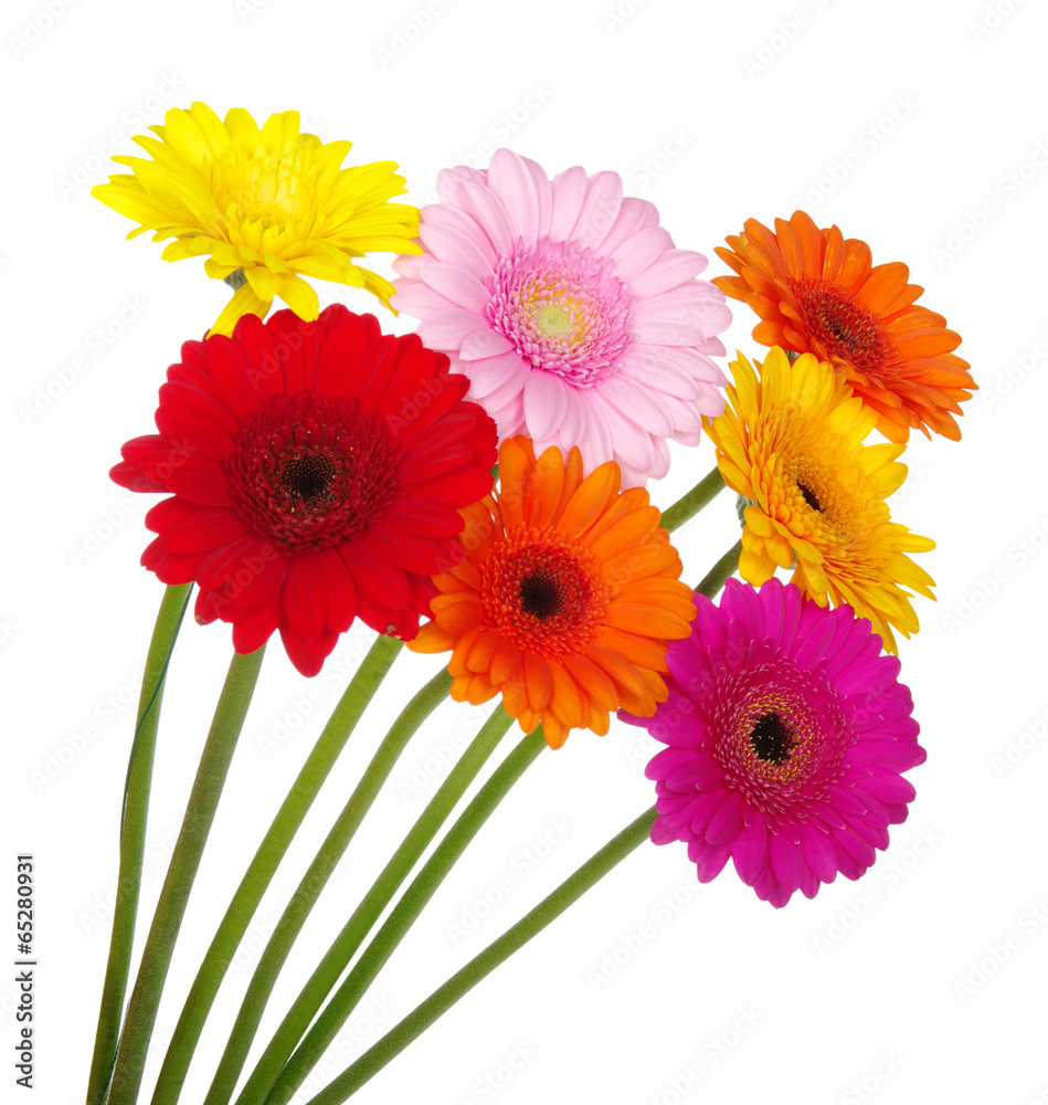 gerbera