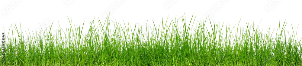 Green grass on white background