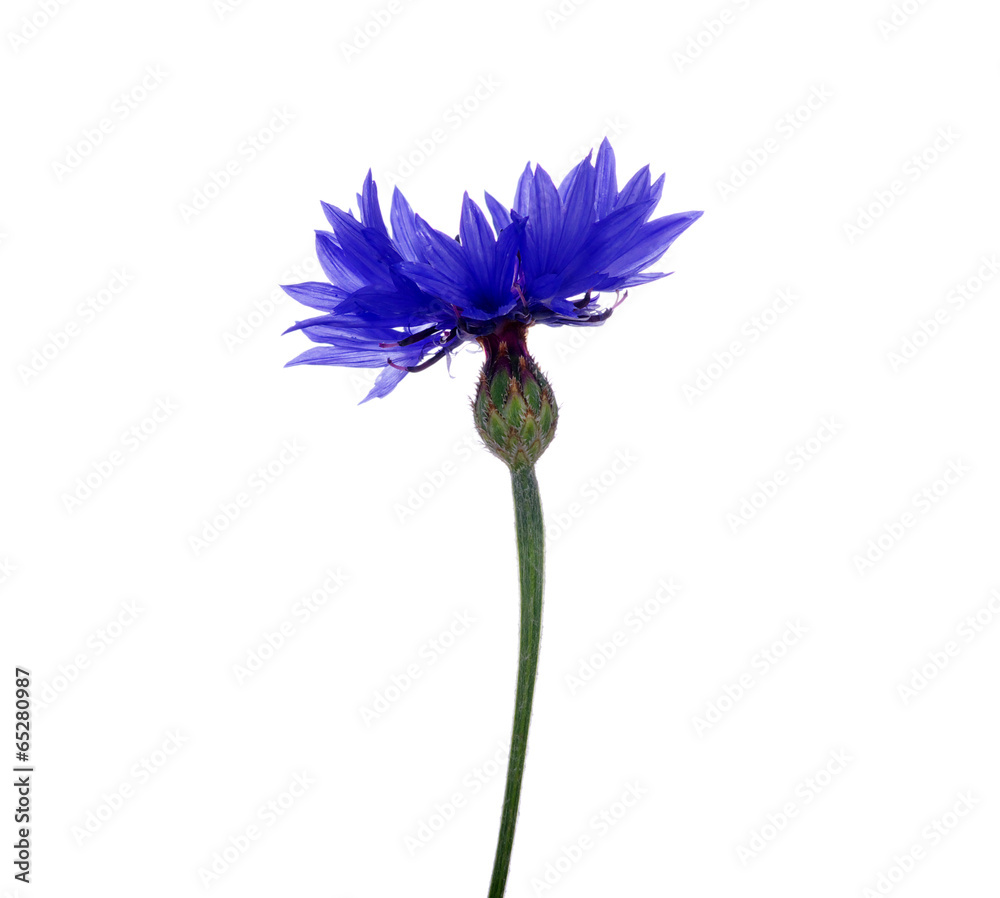 blue cornflowers