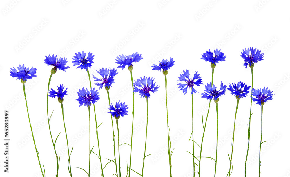 blue cornflowers