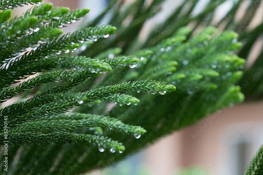 Norfolk island pine leaf after rain with droplets