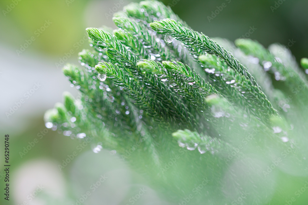 雨后的诺福克岛松叶有水滴