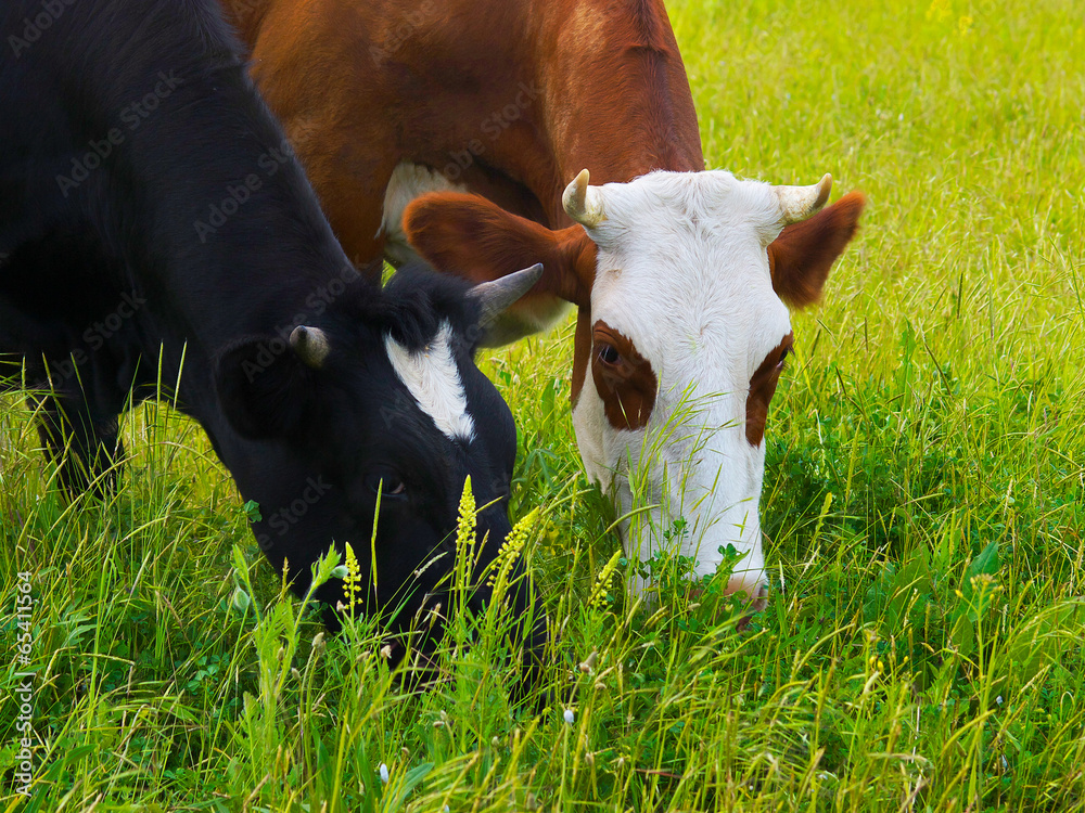 Cows on field. Agricultural landscape