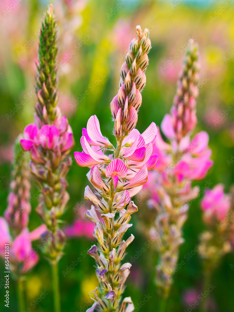 Flowers on grass background