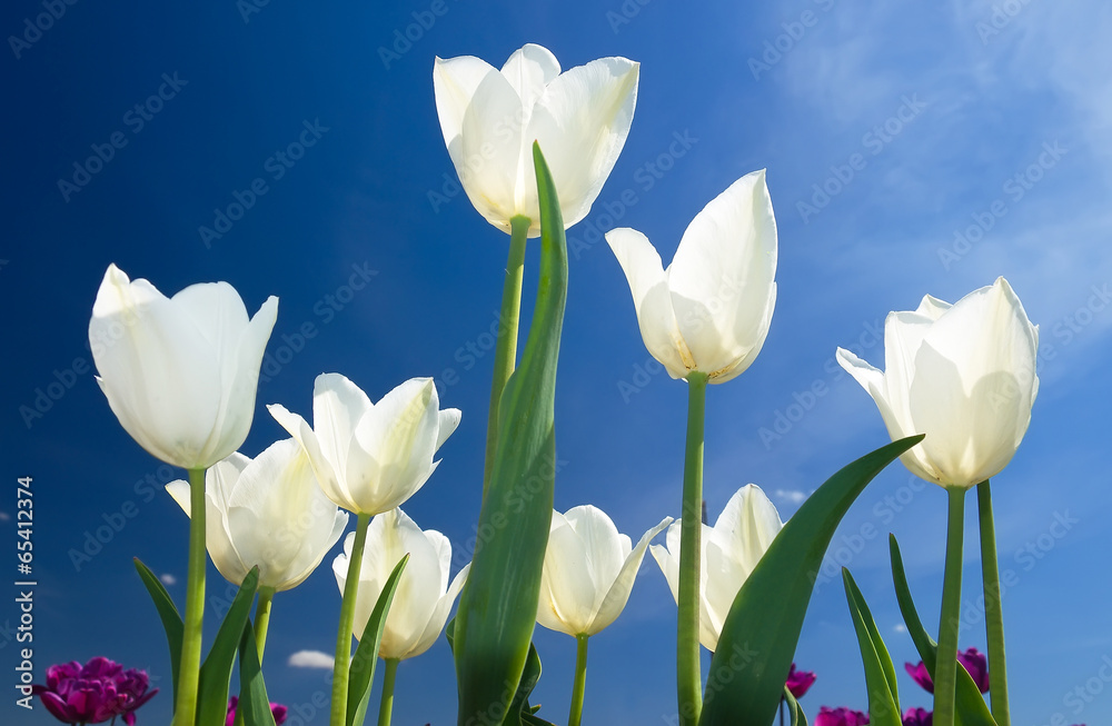 Tulips on sky background. 