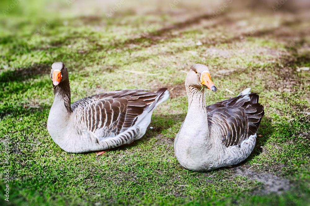 Farm geese