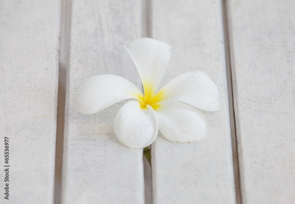 White Frangipani