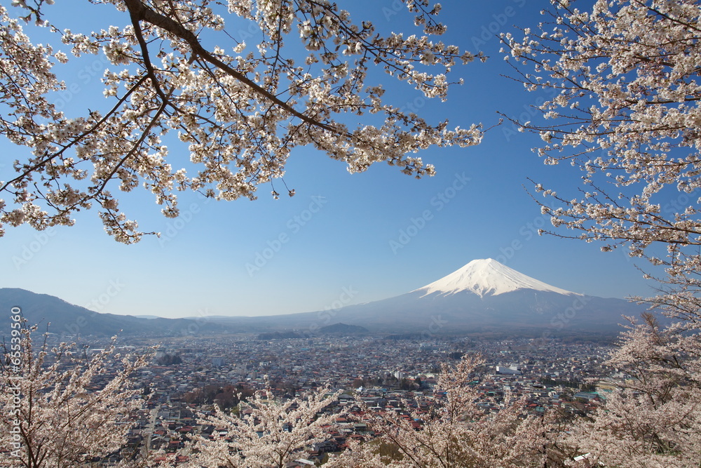 富士山和樱花