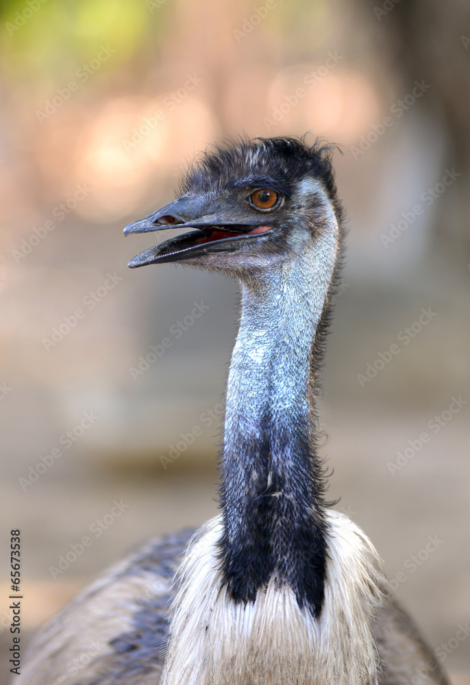 emu head