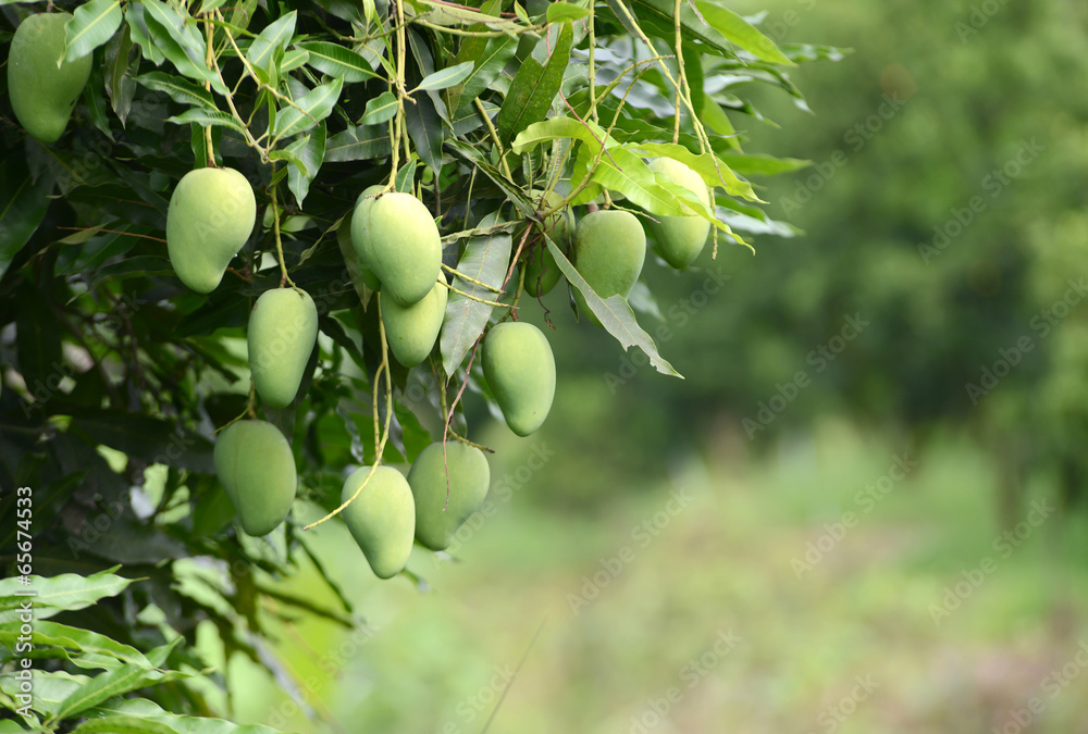 fresh mango on tree