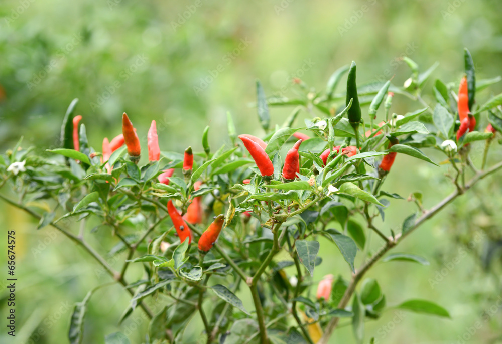 fresh chili on tree