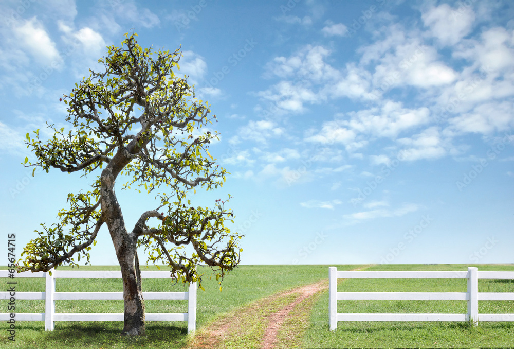 white fence on green grass with blue sky