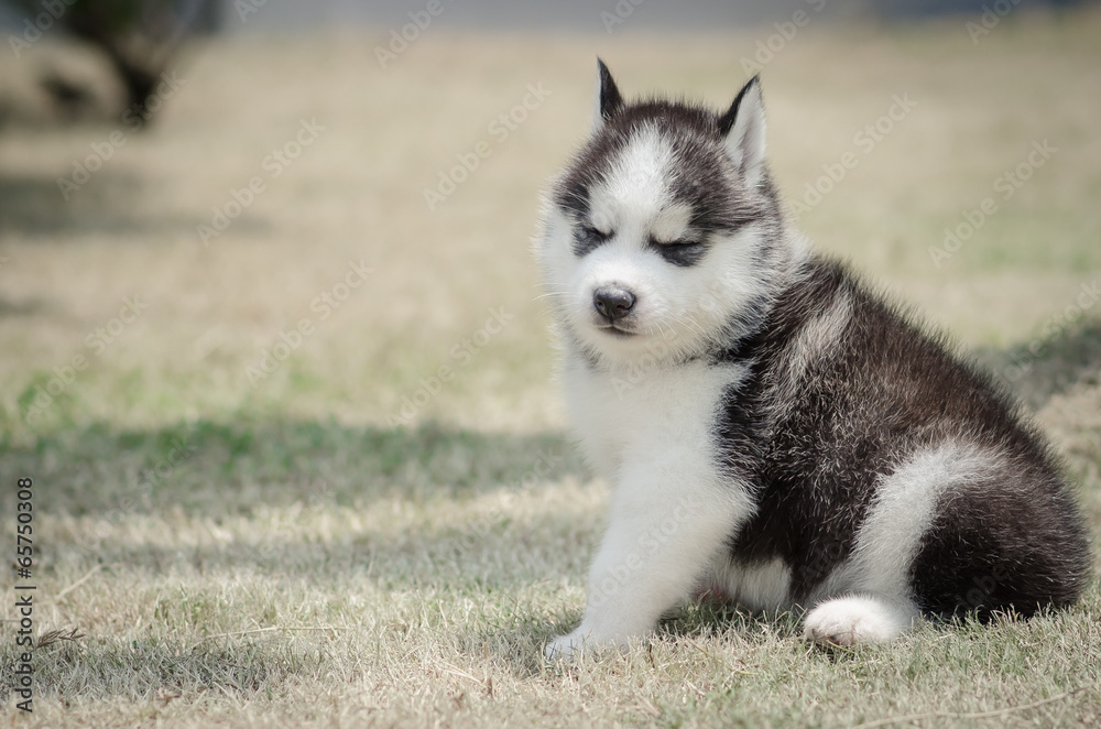 little cute puppy of Siberian husky dog