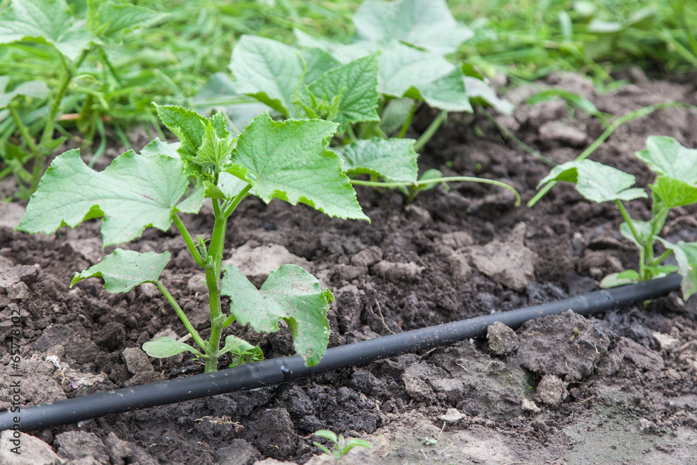 Drip irrigation system