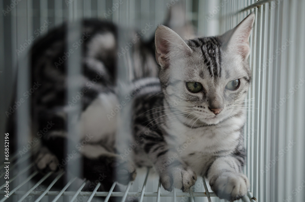 Cat in the cage