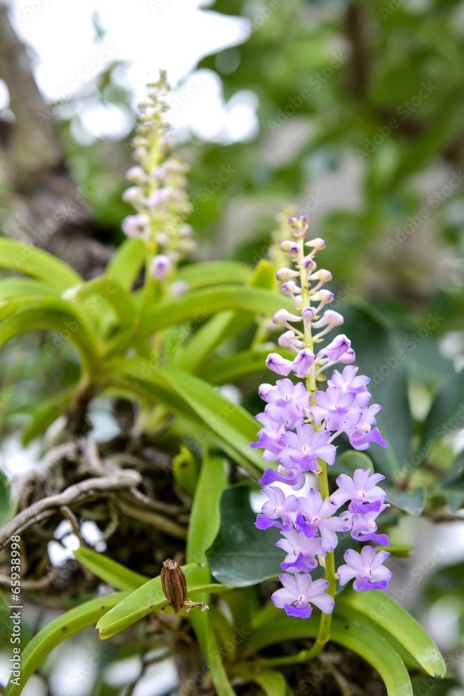 Rhynchostylis coelestis