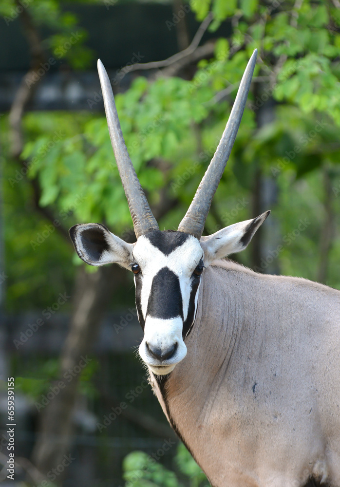 oryx or gemsbok