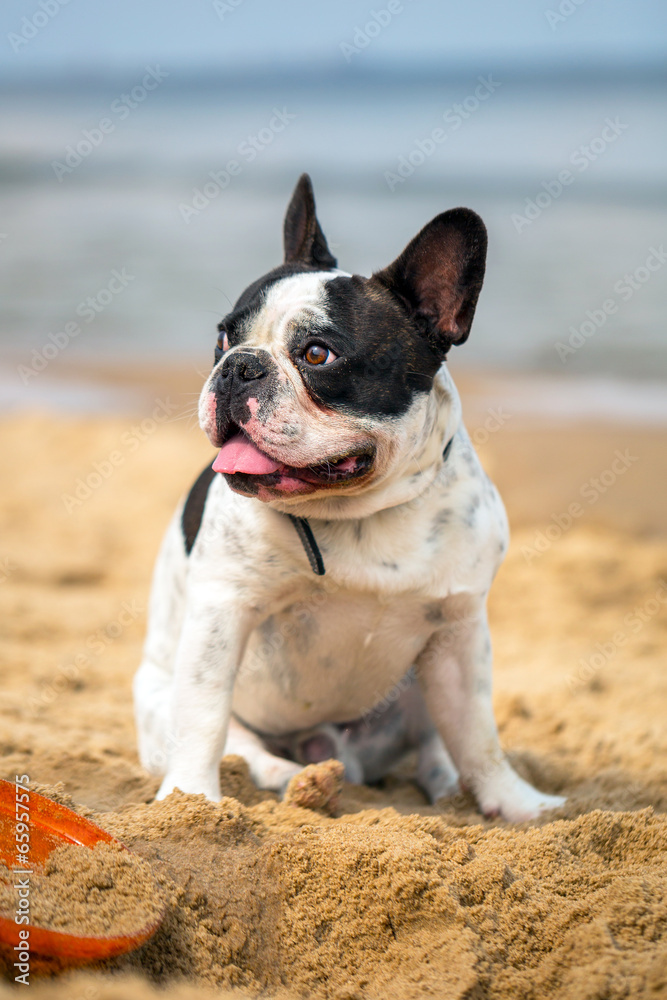 法国斗牛犬在波罗的海海滩上玩耍