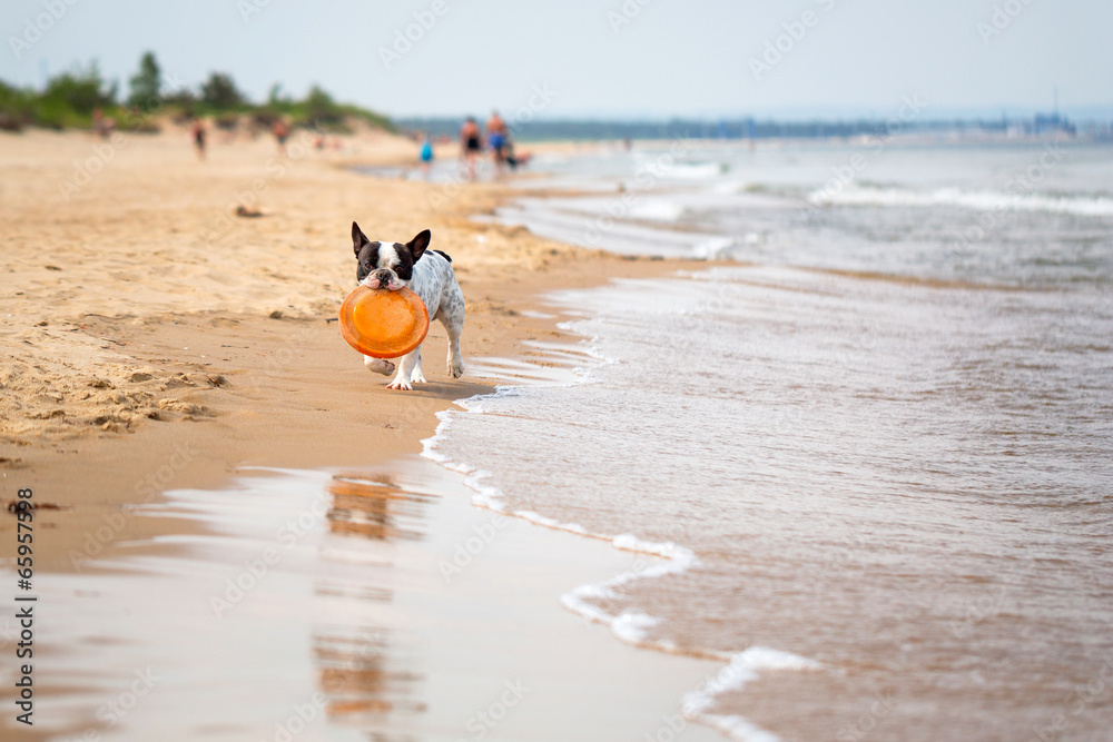 法国斗牛犬在波罗的海海滩上玩耍