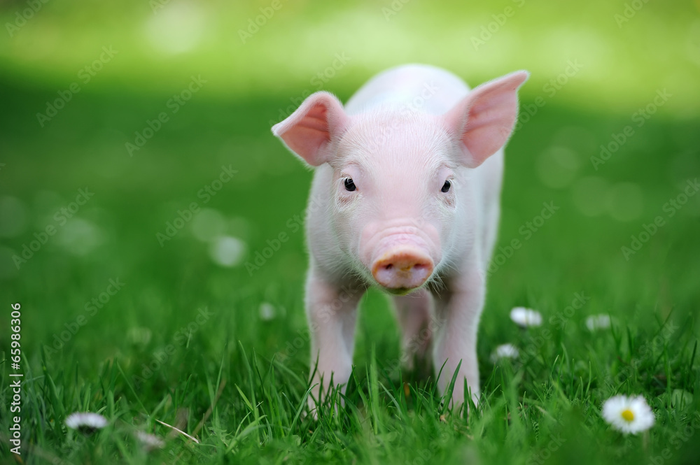 Young pig in grass