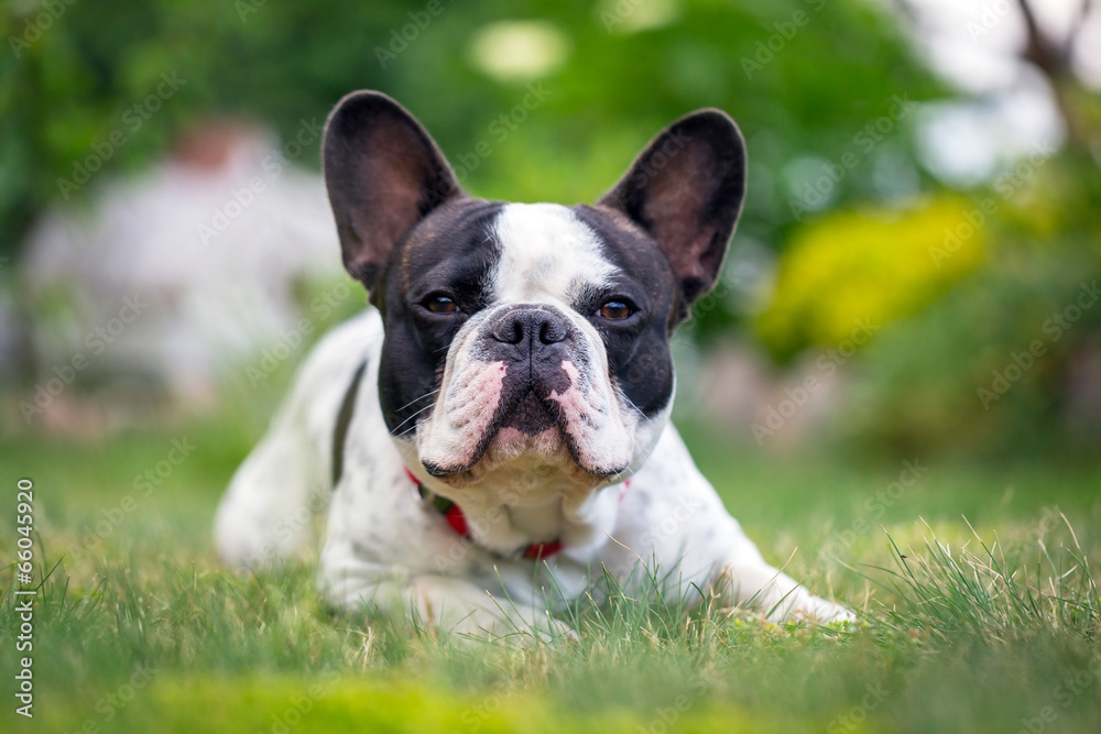 春天花园里的法国斗牛犬